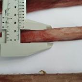 Player Docidicus gigas sans ventouses et sans clous - Player