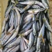 Caballa - origen Marruecos, Senegal, Gambia y Mauritania - piezas enteras