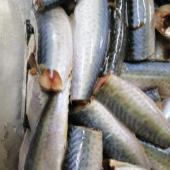 Caballa - origen Marruecos, Senegal, Gambia y Mauritania - producto limpio