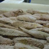 Filetes Atún - vista lateral