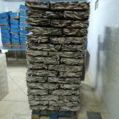 Sardina origen Marruecos - Vista producto almacenado congelado