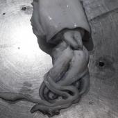 Cuttlefish - top view