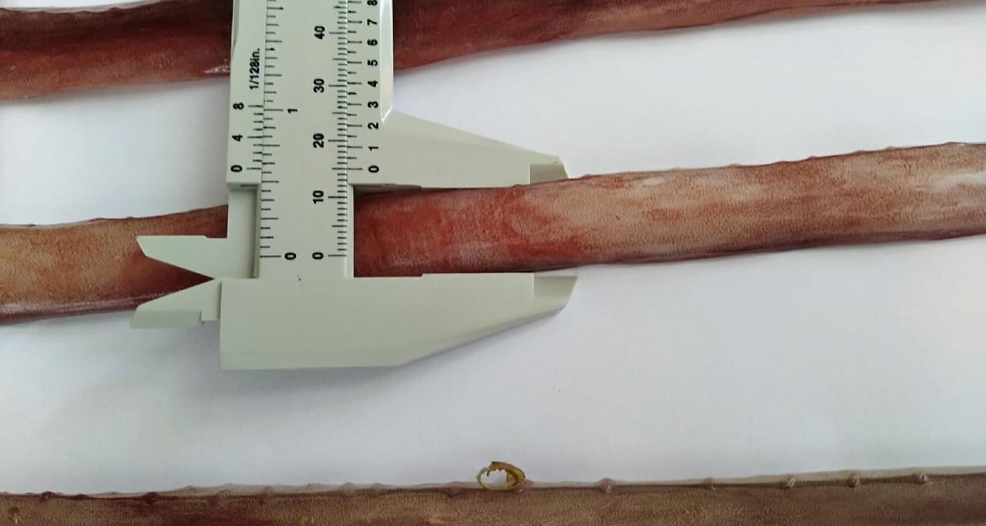 Player Docidicus gigas sans ventouses et sans clous - Player