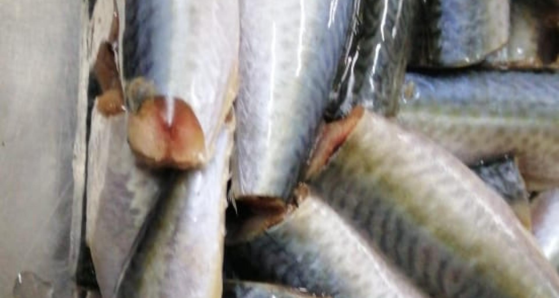 Caballa - origen Marruecos, Senegal, Gambia y Mauritania - producto limpio