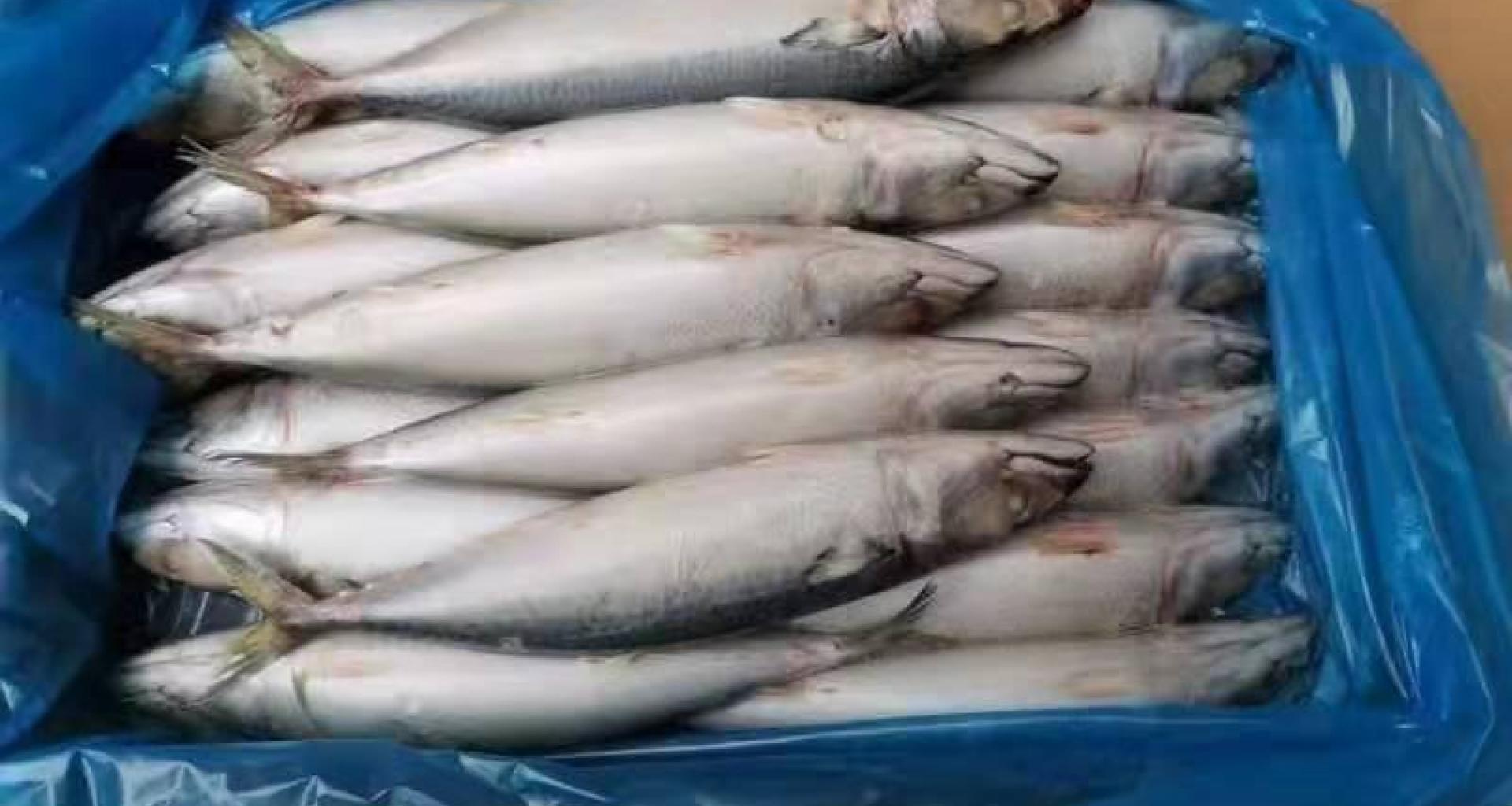 Caballa - origen Marruecos, Senegal, Gambia y Mauritania - vista producto envasado