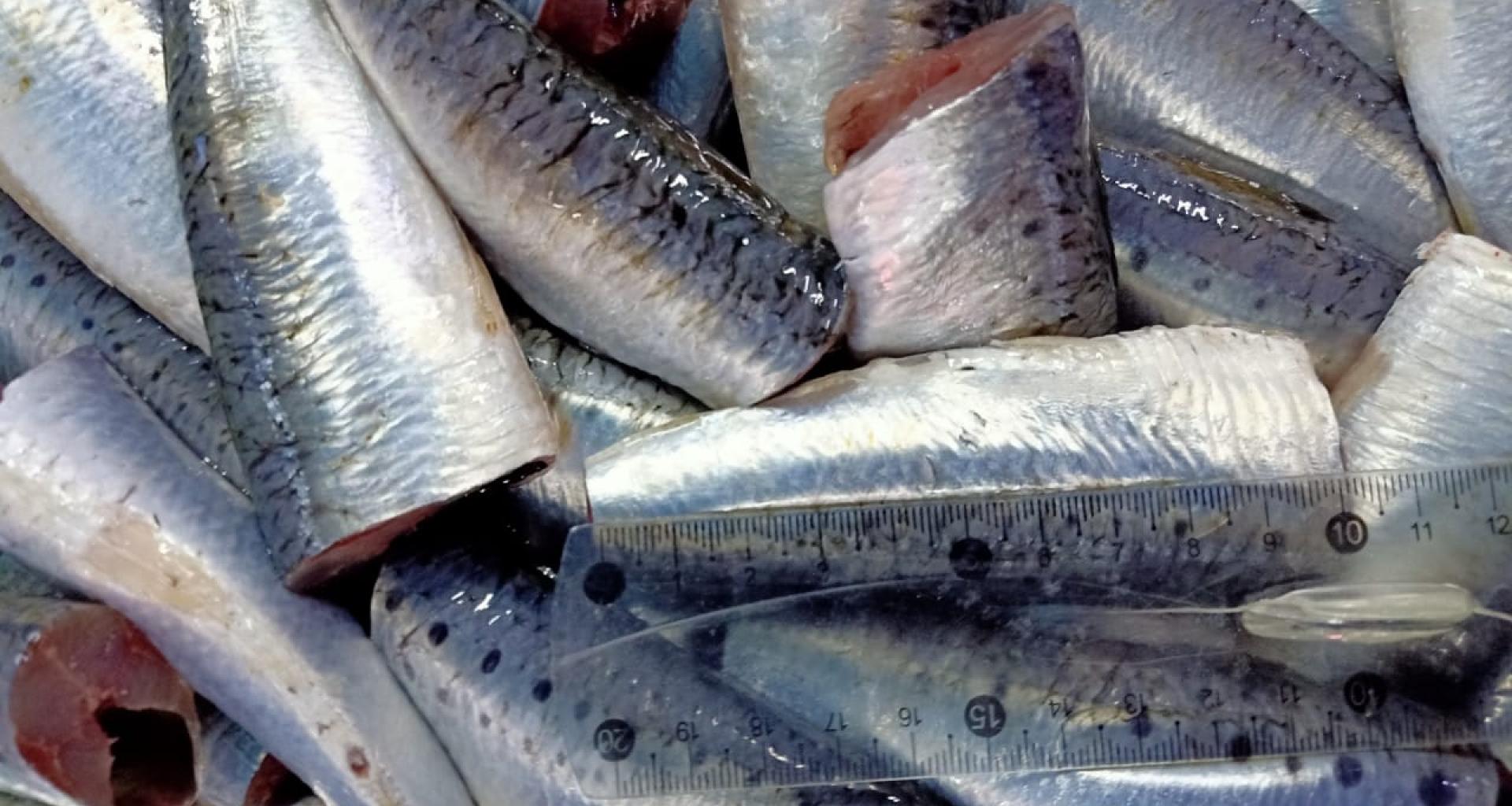 Sardina origen Marruecos - Vista producto medidas