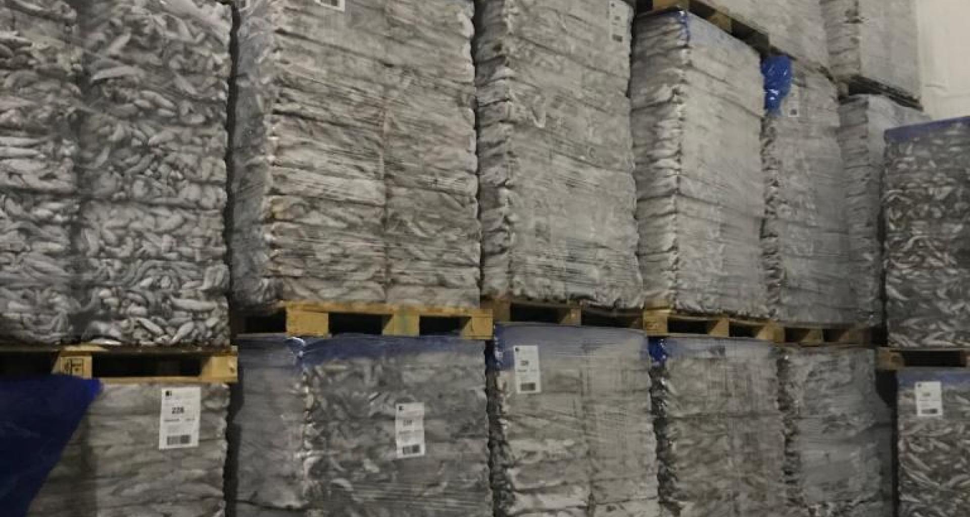 Sardina origen Marruecos - Vista producto almacén