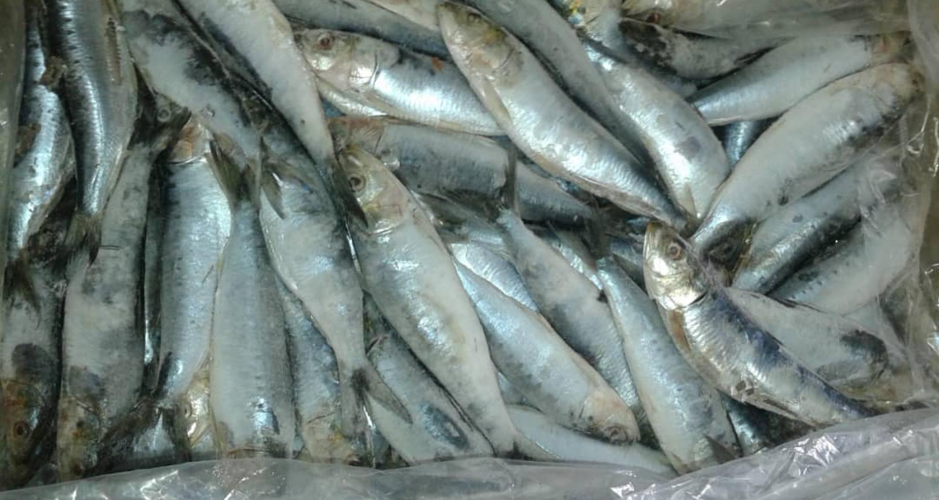 Sardina origen Marruecos - Vista producto entero