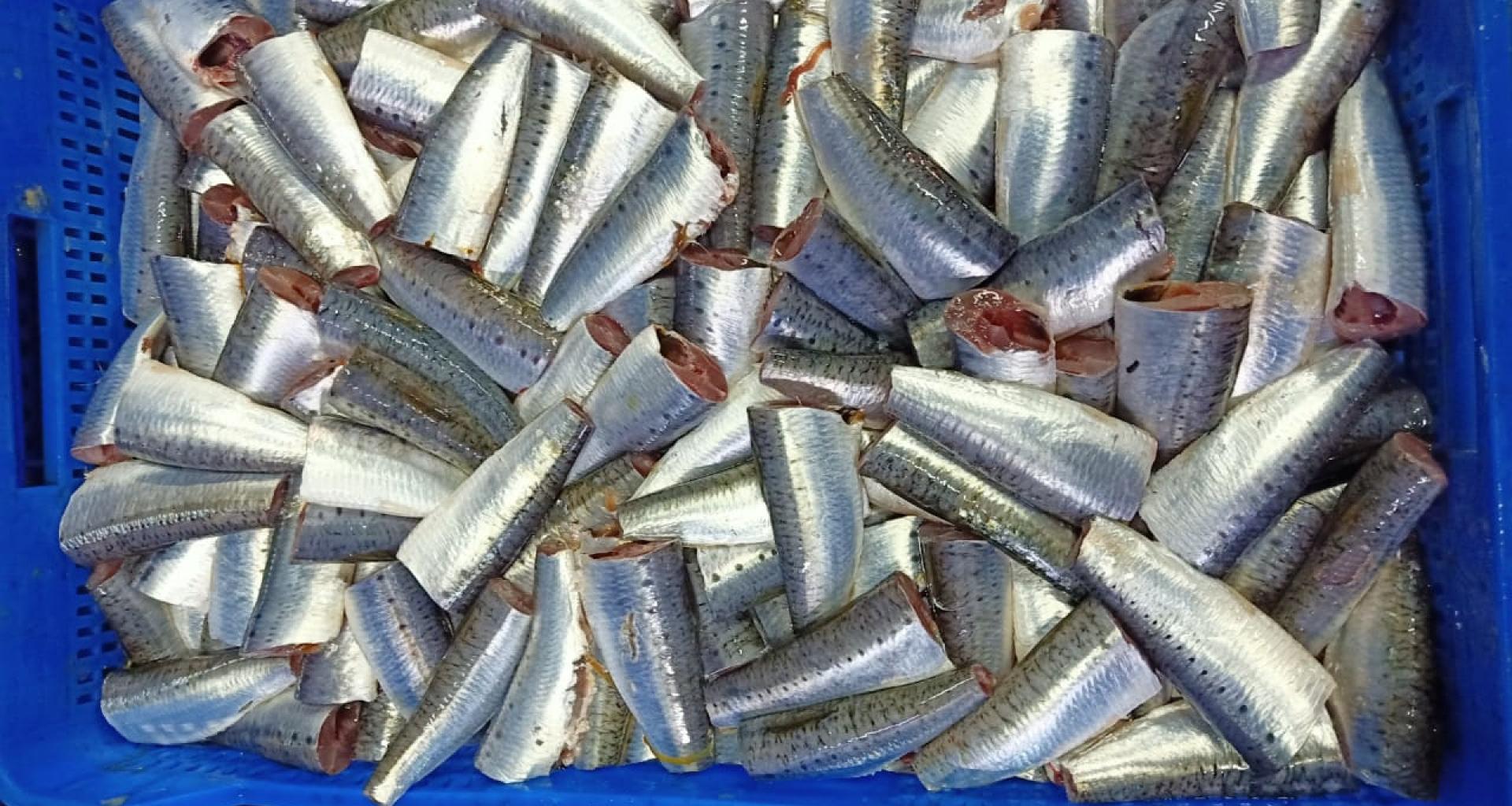 Sardina origen Marruecos - Vista producto cortado