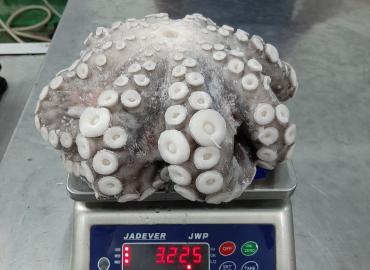 Pulpo - origen Indonesia