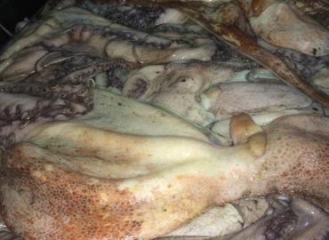 Pulpo - origen Marruecos