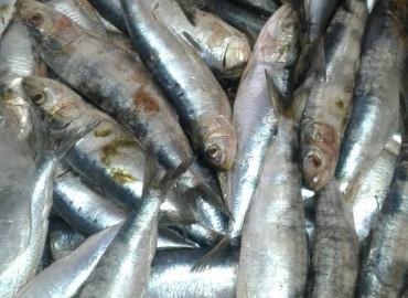 Sardina - origen Marruecos